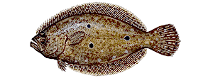 Flounder