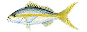 Yellowtail Snapper
