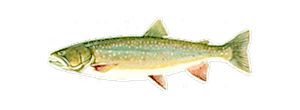 Bull Trout