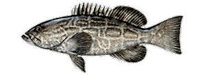 Black Grouper