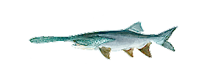 Paddlefish