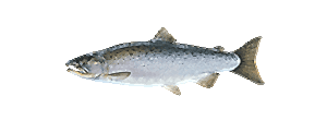 Coho Salmon
