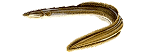 American Eel