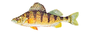 Yellow Perch