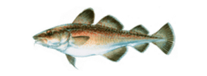 Pacific Cod