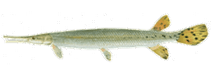 Shortnose Gar