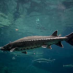 sturgeon 