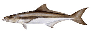 Cobia