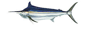 Black Marlin