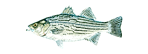 Whiterock Bass