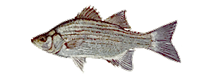 White Bass