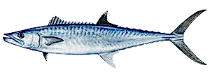 King Mackerel