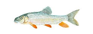 Silver Redhorse