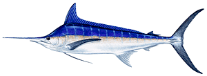 Blue Marlin