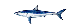 Mako Shark