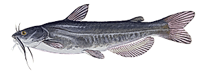 White Catfish