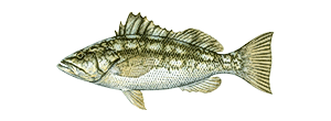 Kelp Bass