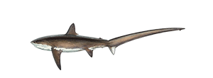 Thresher Shark