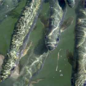 Catching Brackish Water Fish Species