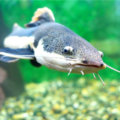 Fishing Tips for How to Catch Catfish 