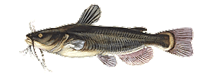 Black Bullhead
