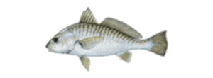 Atlantic Croaker