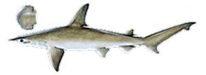 Bonnethead Shark