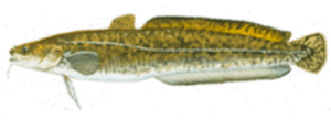 Burbot