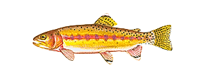 Golden Trout