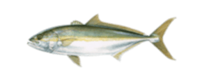 California Yellowtail
