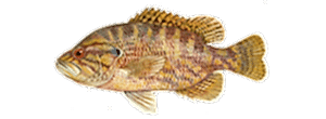 Warmouth