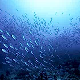 Fish swimming freely in ocean