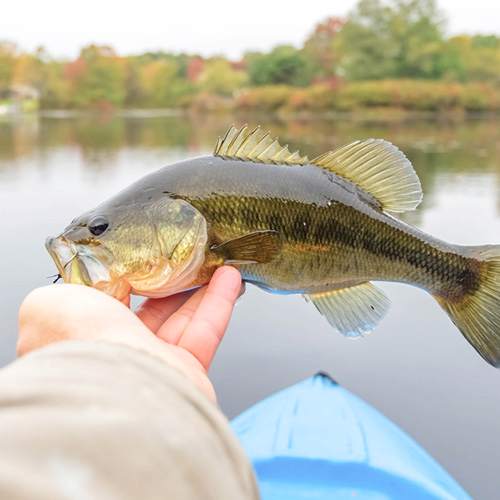 How To Chum For Bass
