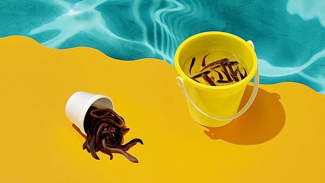 How to Fish with Live Bait