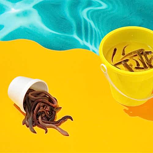 Expert Info on Saltwater Fishing Bait
