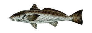California Corbina