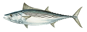 Atlantic Bonito