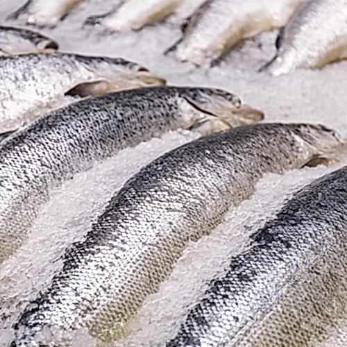 red snapper on ice