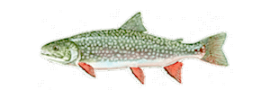 Splake