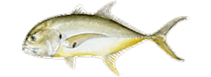 Crevalle Jack