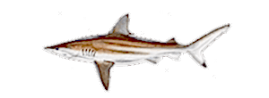 Whalers Shark