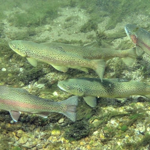 Trout on the Hook