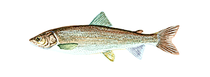 Mountain Whitefish